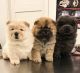 Chow Chow Puppies for sale in Oklahoma City, Oklahoma. price: $400