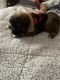 Chow Chow Puppies for sale in Winston Salem, North Carolina. price: $250