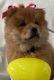Chow Chow Puppies for sale in Valley City, Ohio. price: $800