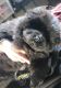 Chow Chow Puppies for sale in Altoona, Pennsylvania. price: $600