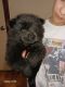 Chow Chow Puppies for sale in Sims, Illinois. price: $600