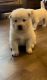 Chow Chow Puppies for sale in Davenport, Florida. price: $1,100