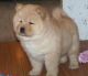 Chow Chow Puppies for sale in Chennai, Tamil Nadu, India. price: 2 INR