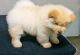 Chow Chow Puppies for sale in Arkansas City, AR 71630, USA. price: NA