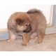 Chow Chow Puppies for sale in Dobrich, Bulgaria. price: NA