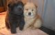 Chow Chow Puppies for sale in New Orleans, LA, USA. price: NA