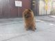 Chow Chow Puppies for sale in California, USA. price: NA