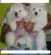 Chow Chow Puppies for sale in Abu Dhabi - Abu Dhabi - United Arab Emirates. price: 400 AED