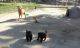 Chow Chow Puppies for sale in Hephzibah, GA 30815, USA. price: NA