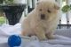 Chow Chow Puppies for sale in Gilbert, AZ, USA. price: NA