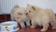 Chow Chow Puppies for sale in Hialeah, FL, USA. price: NA