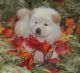 Chow Chow Puppies for sale in Stamford, CT, USA. price: NA