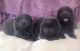 Chow Chow Puppies for sale in Elgin, IL, USA. price: $500
