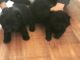 Chow Chow Puppies for sale in Rai, Kuwait. price: 160 KWD