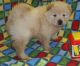Chow Chow Puppies for sale in Madisonville, KY 42431, USA. price: NA