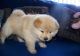 Chow Chow Puppies for sale in Gainesville, FL, USA. price: NA