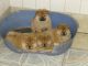 Chow Chow Puppies for sale in Norfolk, UK. price: 700 GBP