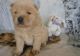 Chow Chow Puppies for sale in Wilmington, DE, USA. price: NA