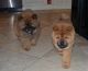 Chow Chow Puppies for sale in South Miami, FL, USA. price: NA