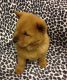 Chow Chow Puppies for sale in Savannah, GA, USA. price: NA