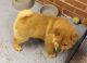 Chow Chow Puppies for sale in Fort Wayne, IN, USA. price: NA