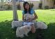 Chow Chow Puppies for sale in Baltimore, MD, USA. price: NA