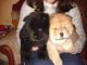 Chow Chow Puppies for sale in Overland Park, KS, USA. price: NA