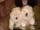 Chow Chow Puppies for sale in Overland Park, KS, USA. price: NA