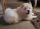 Chow Chow Puppies for sale in Anchorage, AK, USA. price: $400