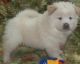 Chow Chow Puppies for sale in Peoria, AZ, USA. price: NA