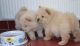 Chow Chow Puppies for sale in Jackson, MS, USA. price: NA