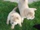 Chow Chow Puppies for sale in Harrisburg, PA, USA. price: NA
