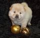 Chow Chow Puppies for sale in Akron, OH, USA. price: NA