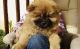 Chow Chow Puppies for sale in St Pete Beach, FL, USA. price: NA