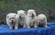 Chow Chow Puppies for sale in Fresno, CA, USA. price: NA
