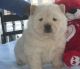 Chow Chow Puppies for sale in Albert City, IA 50510, USA. price: NA