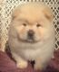 Chow Chow Puppies for sale in New Orleans, LA, USA. price: NA