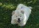 Chow Chow Puppies for sale in Murfreesboro, TN, USA. price: NA