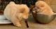 Chow Chow Puppies for sale in Topeka, KS, USA. price: $400