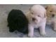 Chow Chow Puppies for sale in Topeka, KS, USA. price: NA