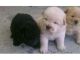 Chow Chow Puppies for sale in Salt Lake City, UT, USA. price: $400
