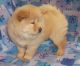 Chow Chow Puppies for sale in Coral Springs, FL, USA. price: NA