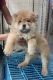Chow Chow Puppies for sale in Downey, CA, USA. price: NA
