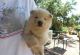 Chow Chow Puppies for sale in Doddridge, Sulphur Township, AR 71826, USA. price: NA