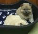 Chow Chow Puppies for sale in St. Louis, MO, USA. price: NA