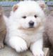 Chow Chow Puppies for sale in Inglewood, CA, USA. price: NA