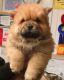 Chow Chow Puppies for sale in Huntsville, AL, USA. price: NA