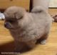 Chow Chow Puppies for sale in Bellevue, KY, USA. price: NA