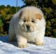Chow Chow Puppies for sale in Beaumont, TX, USA. price: NA