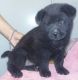 Chow Chow Puppies for sale in Macon, GA, USA. price: NA